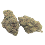 White Tea Biscuits Cannabis Strain